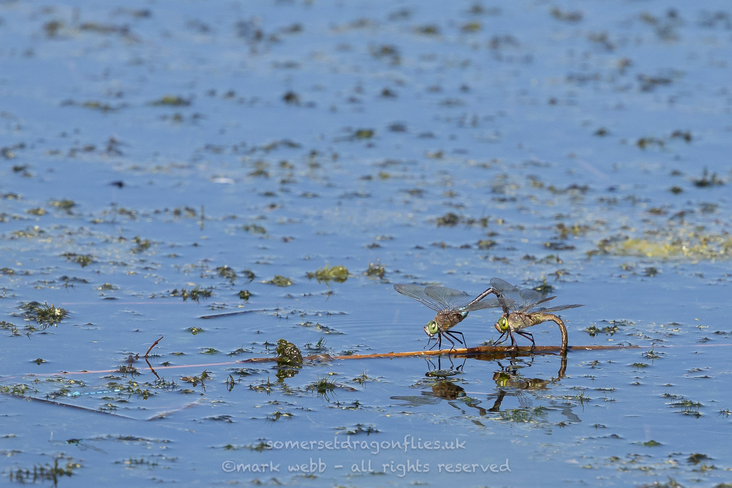 Egg Laying in Tandem