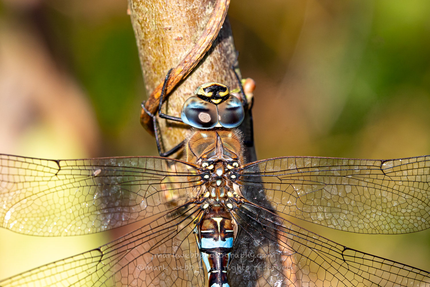Male