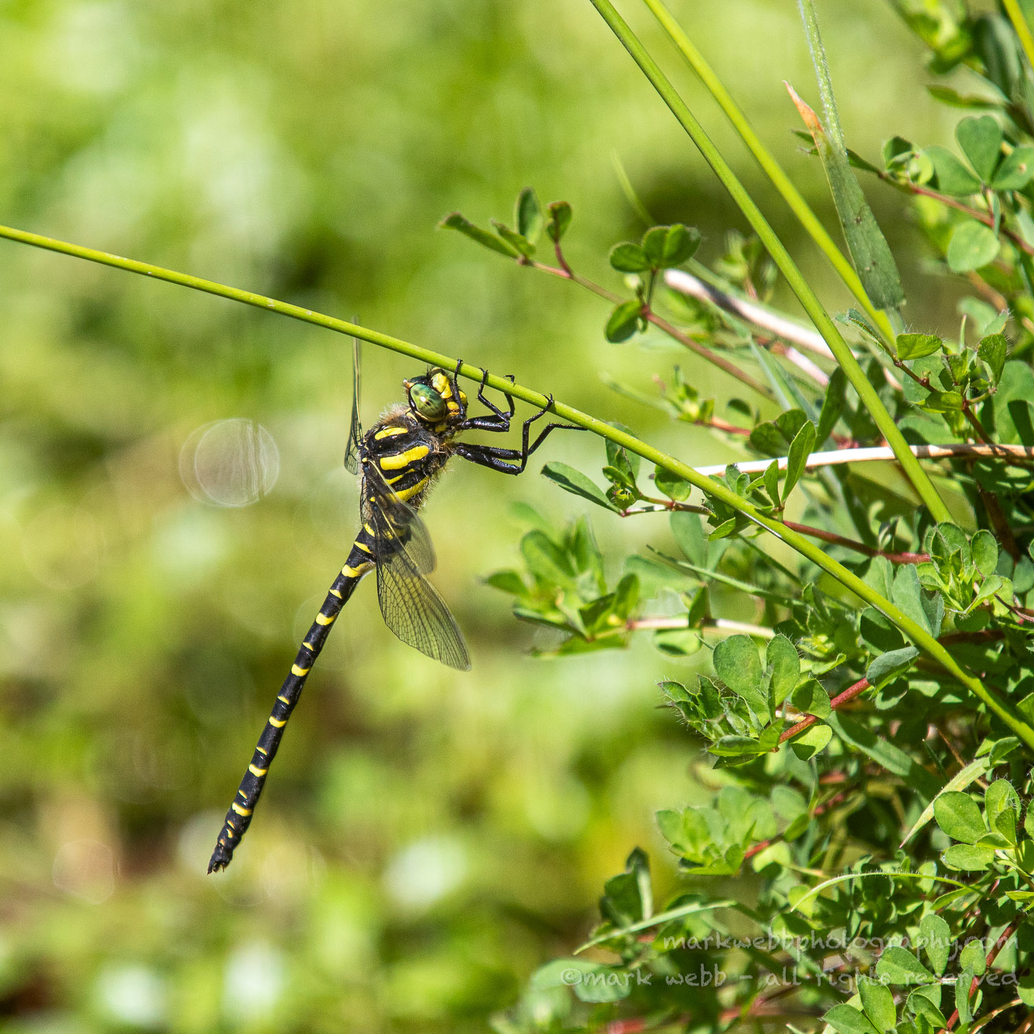 Male