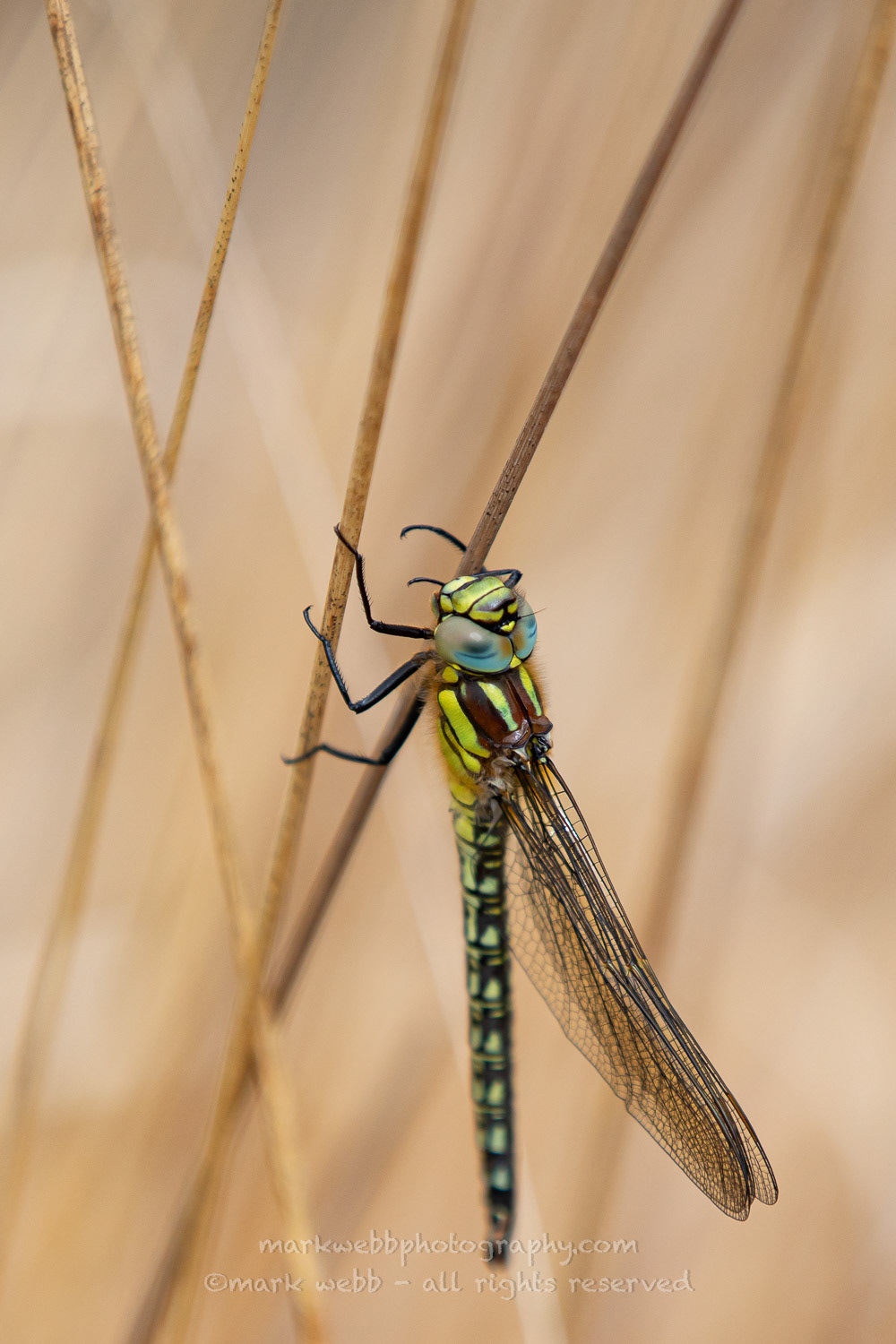 Male (Teneral / Newly Emerged - still to open wings)