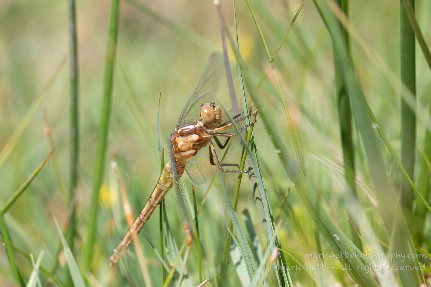 Female (Teneral / Newly Emerged)