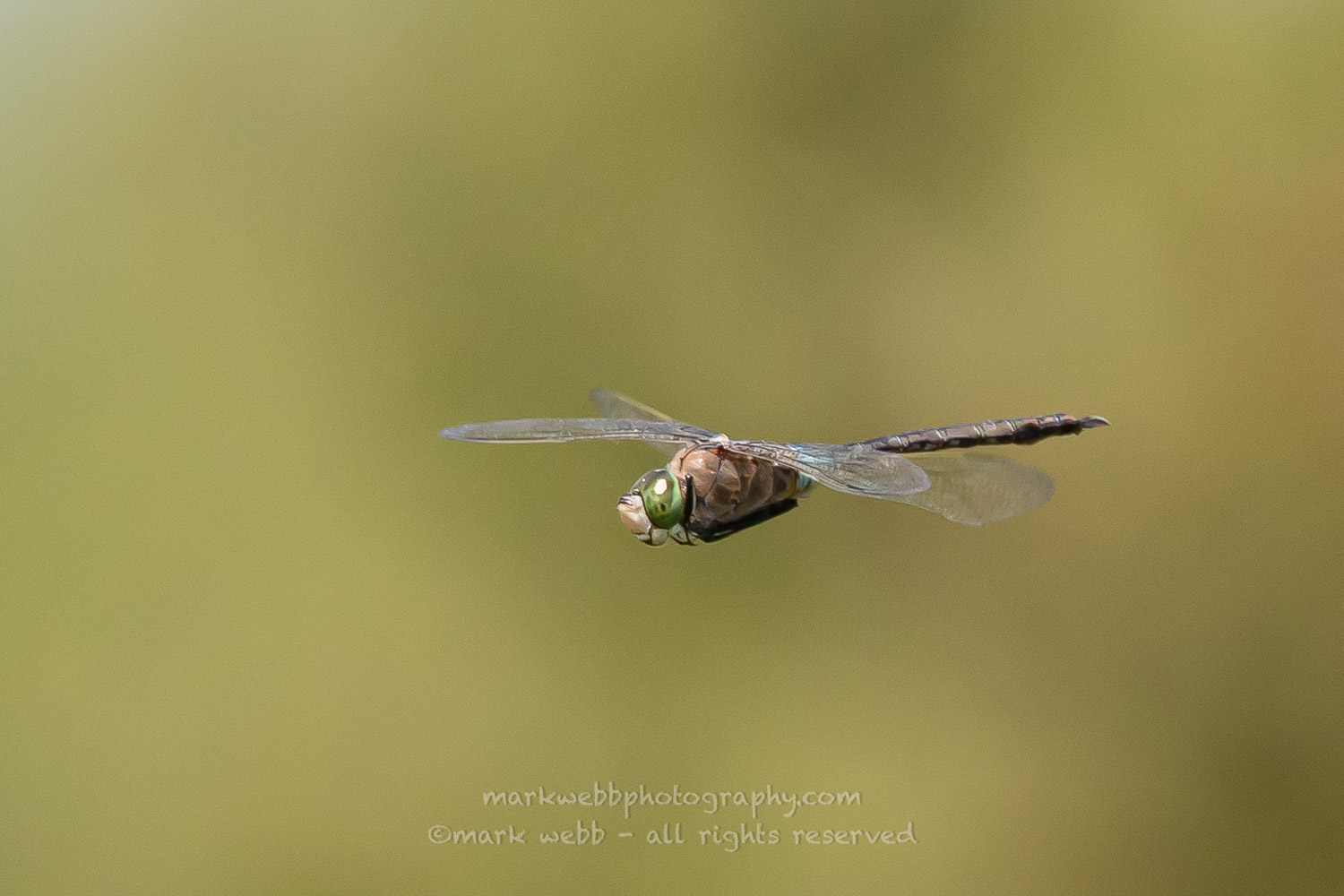 Male
