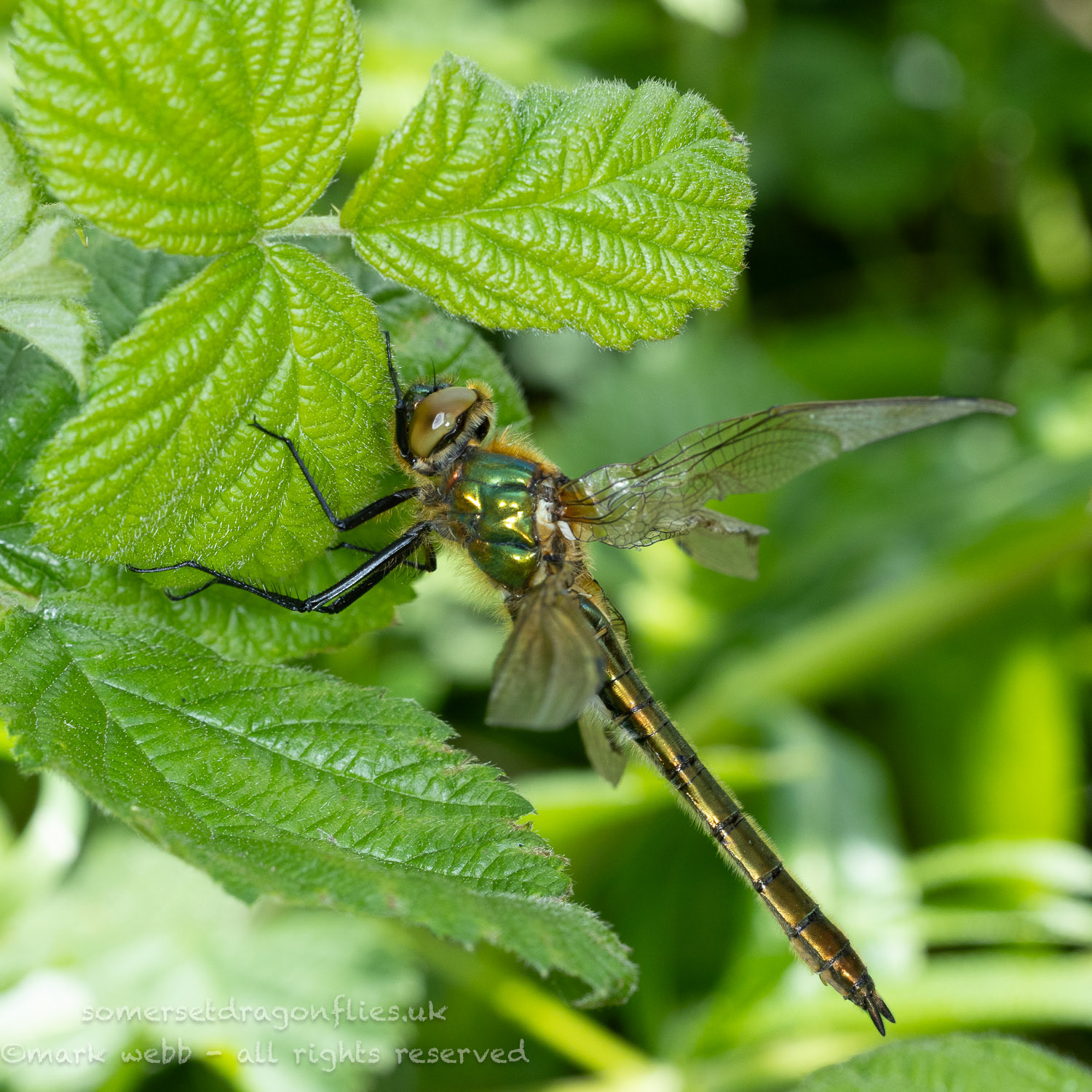 Female (Teneral - Damaged Wings)