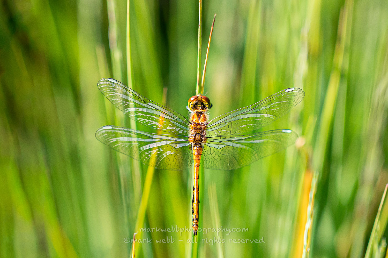 Male (Teneral / Newly Emerged)