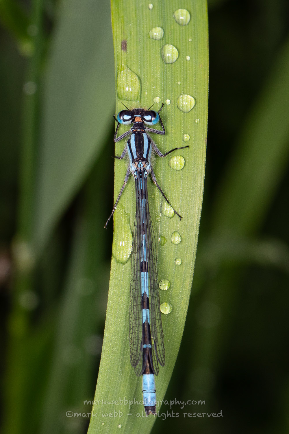 Male