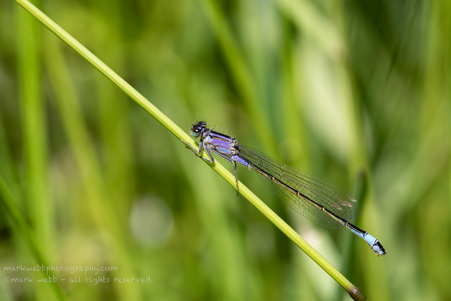 Female (violacea)