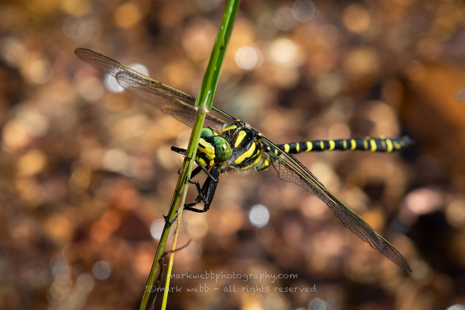 Male