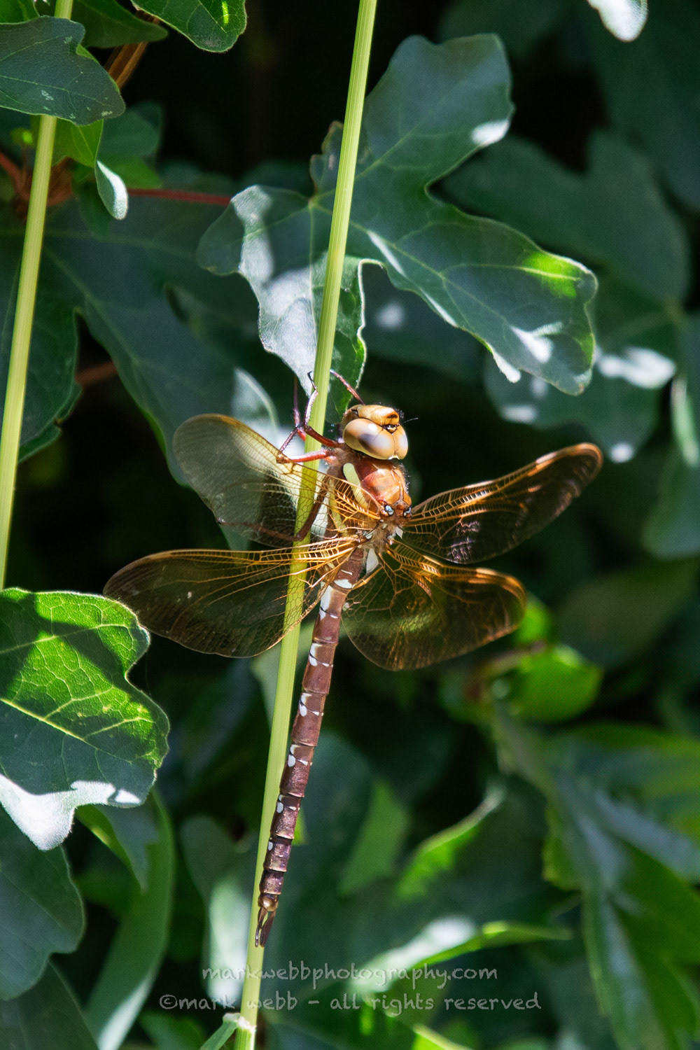 Male