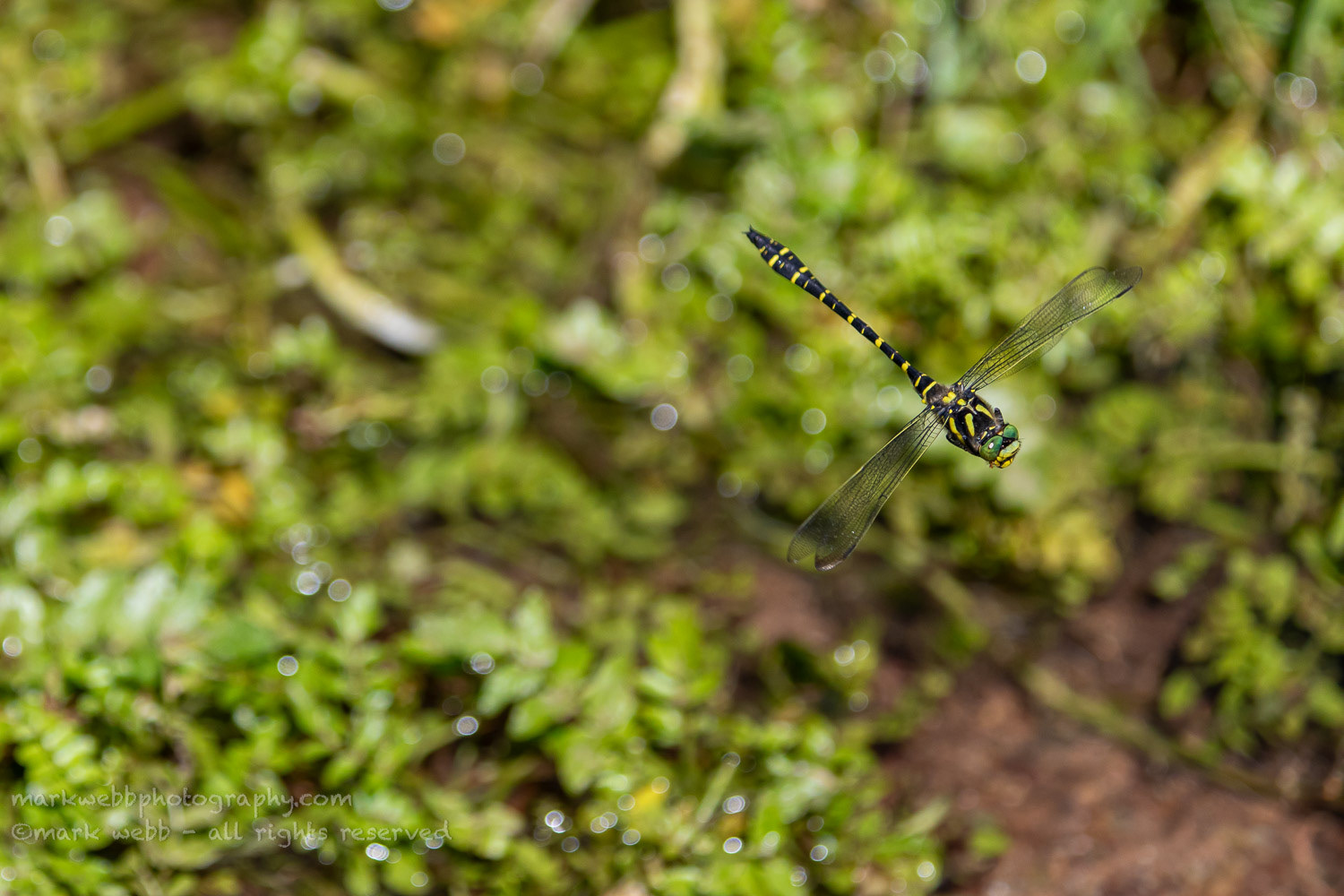 Male (Patrolling Stream)