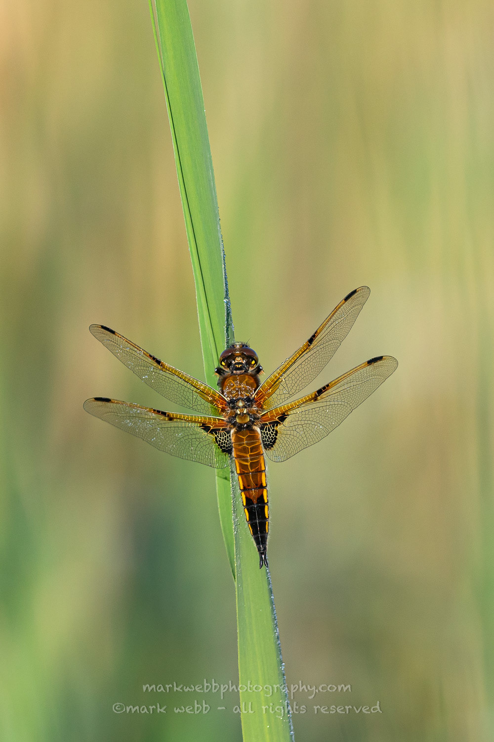 Male