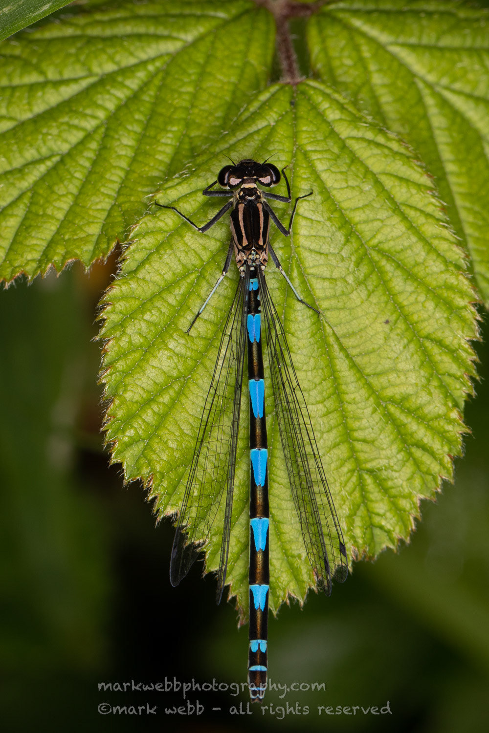 Female (Recently Emerged - Thorax Pink)