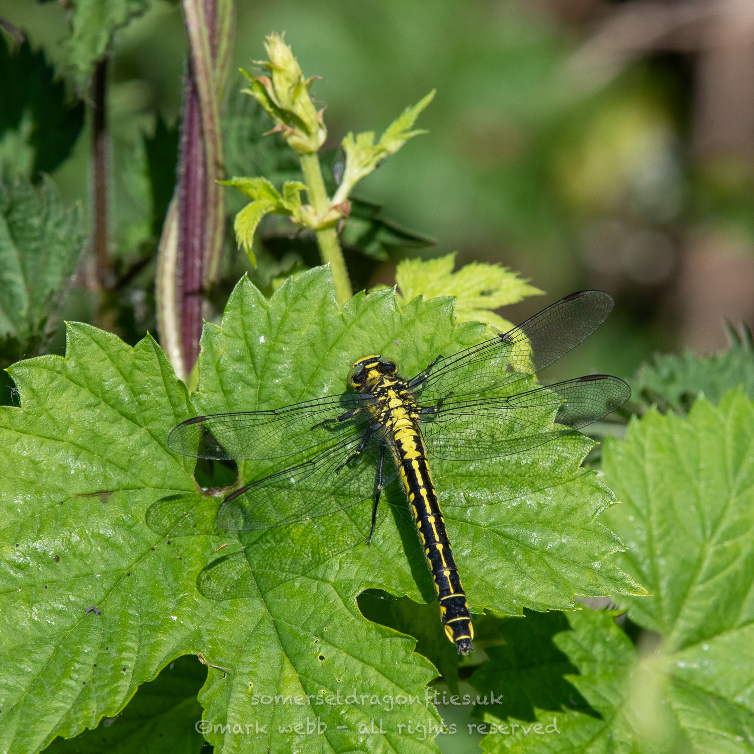 Female (Immature)