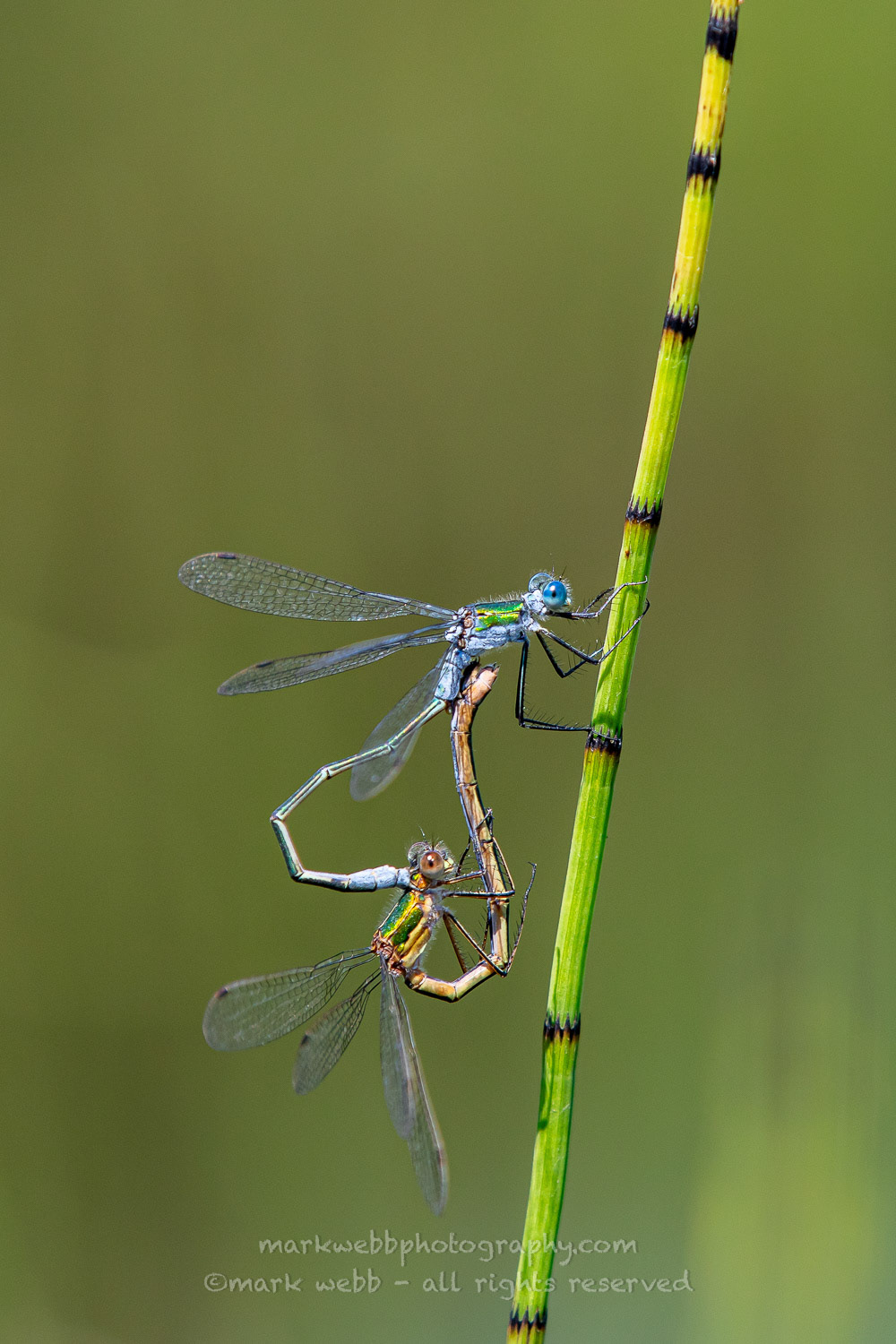Mating
