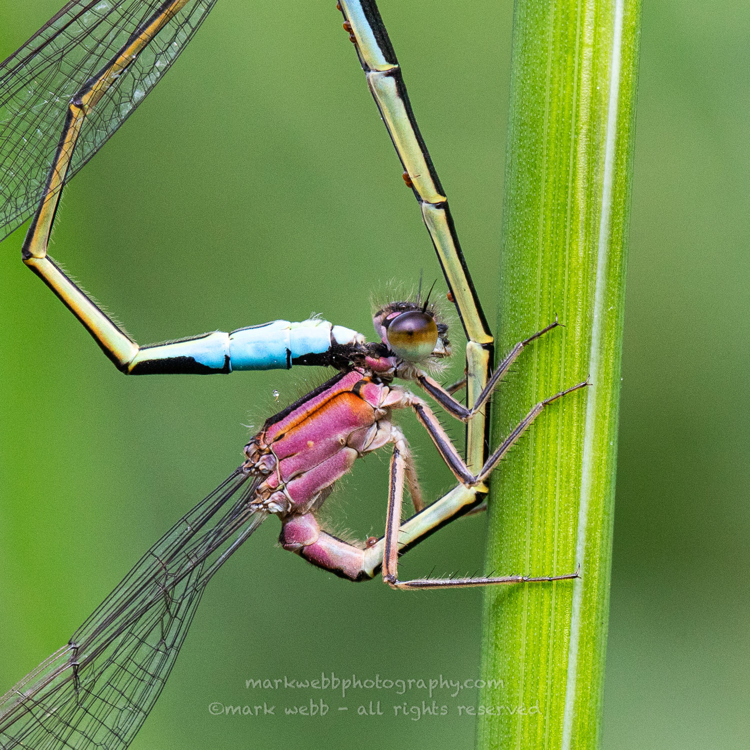 Closup of Female Mating