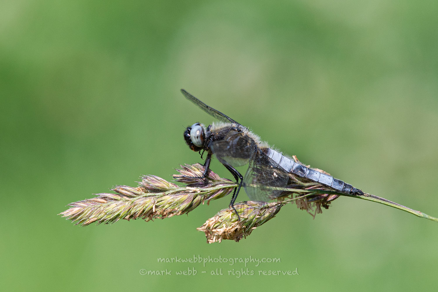 Male
