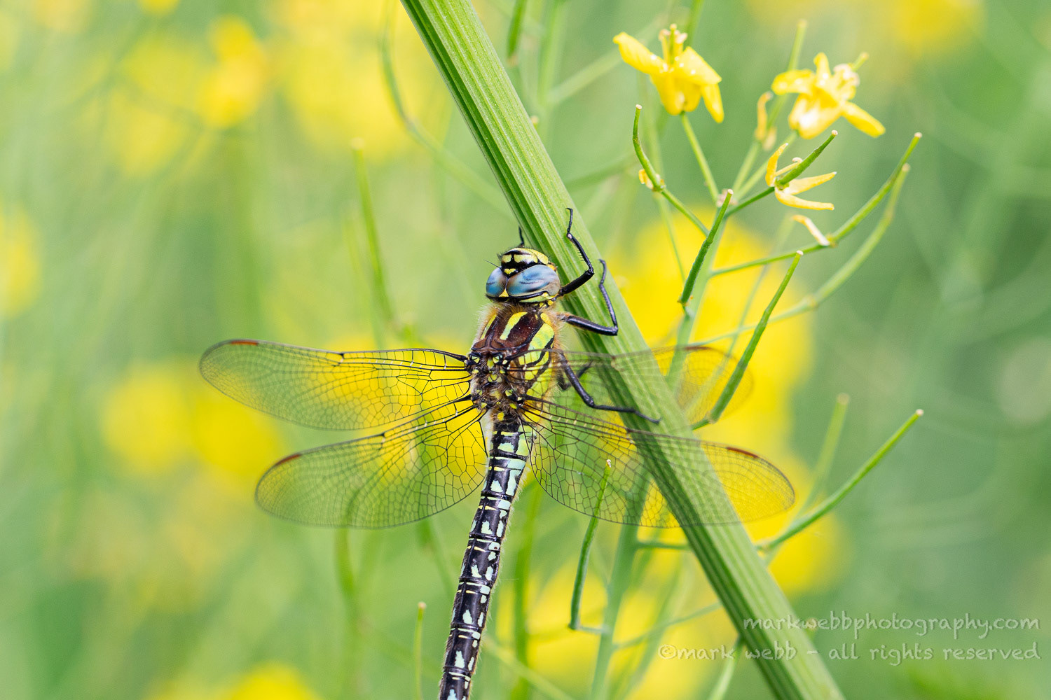 Male