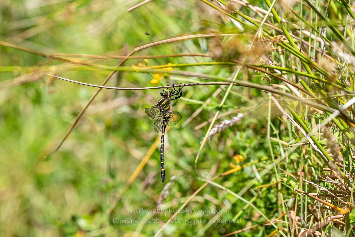 Male