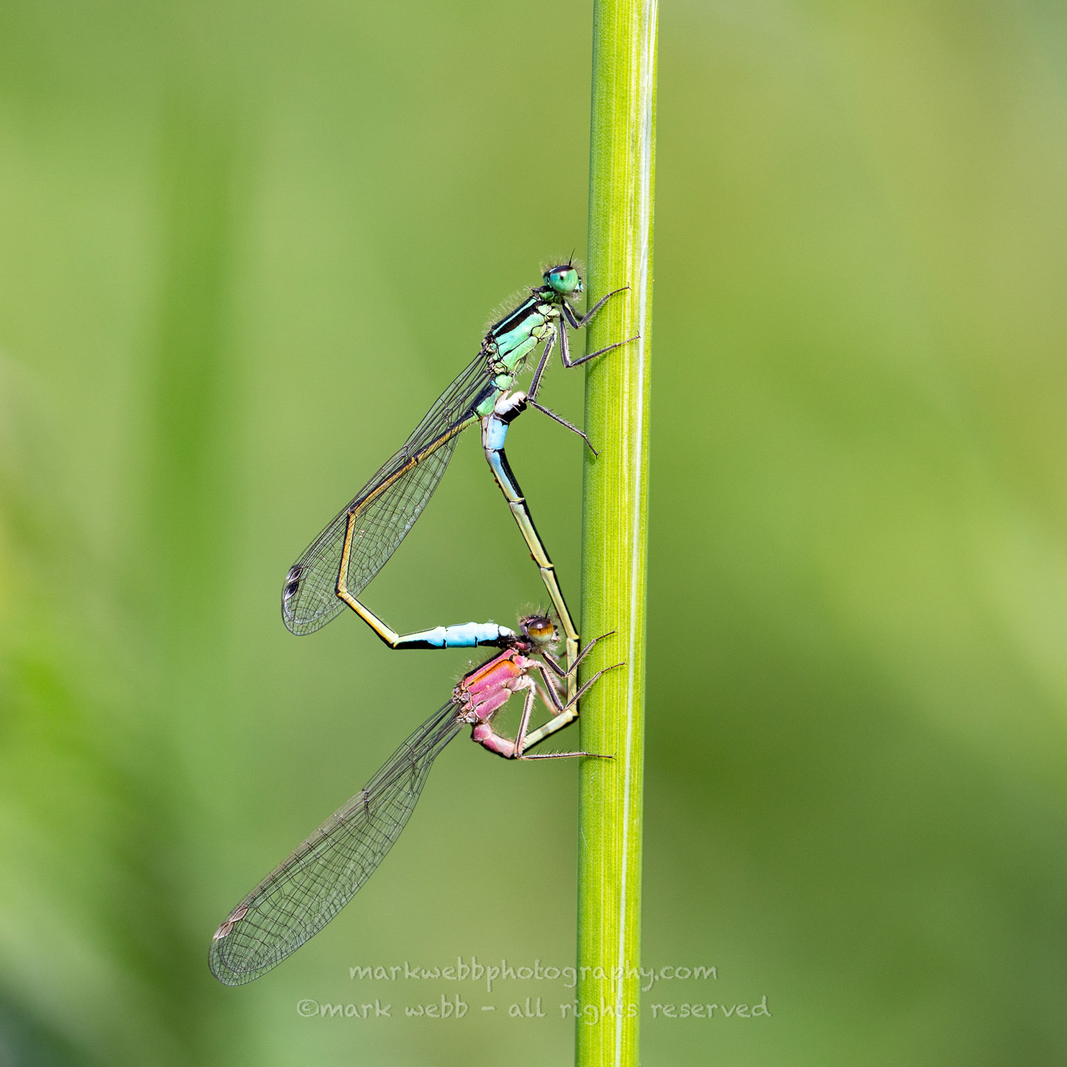 Mating
