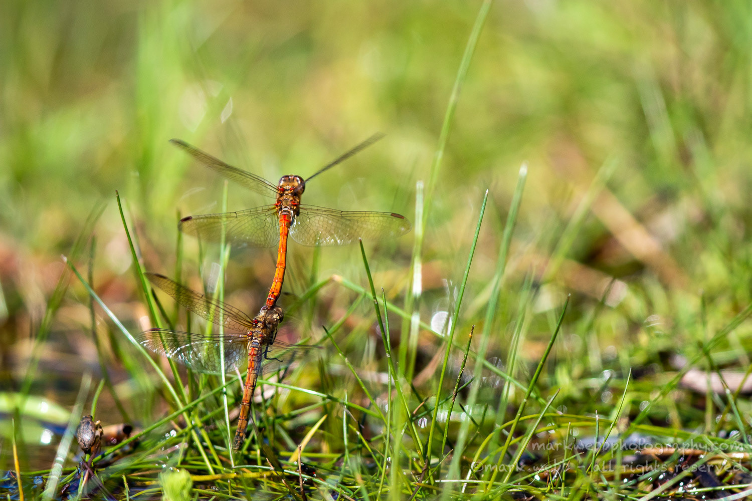 Egg Laying / In Tandem