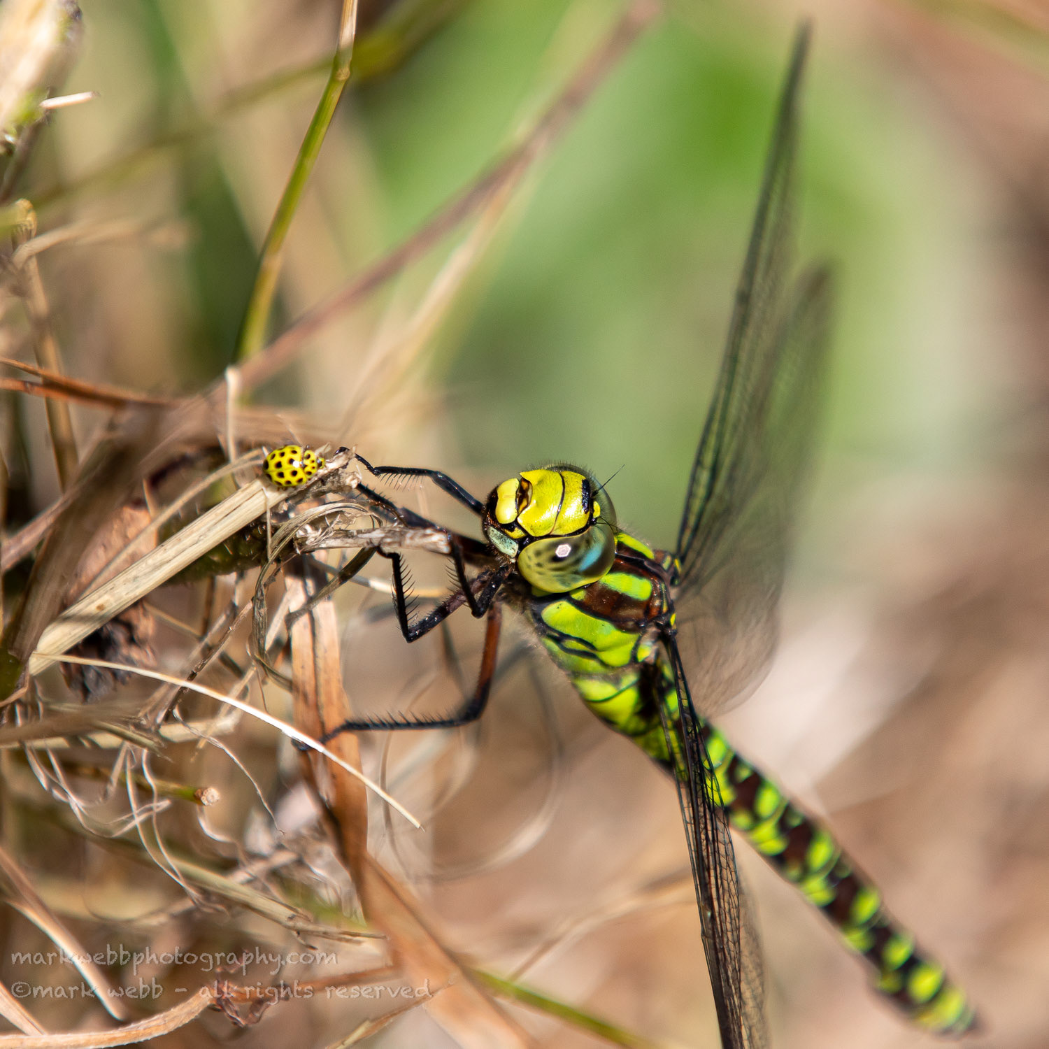 Female