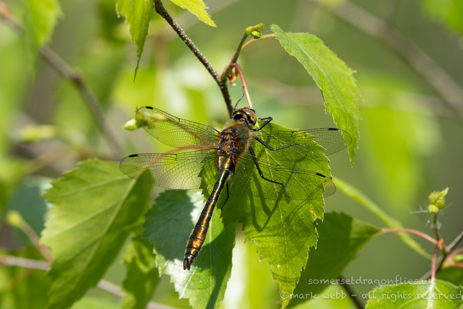Male
