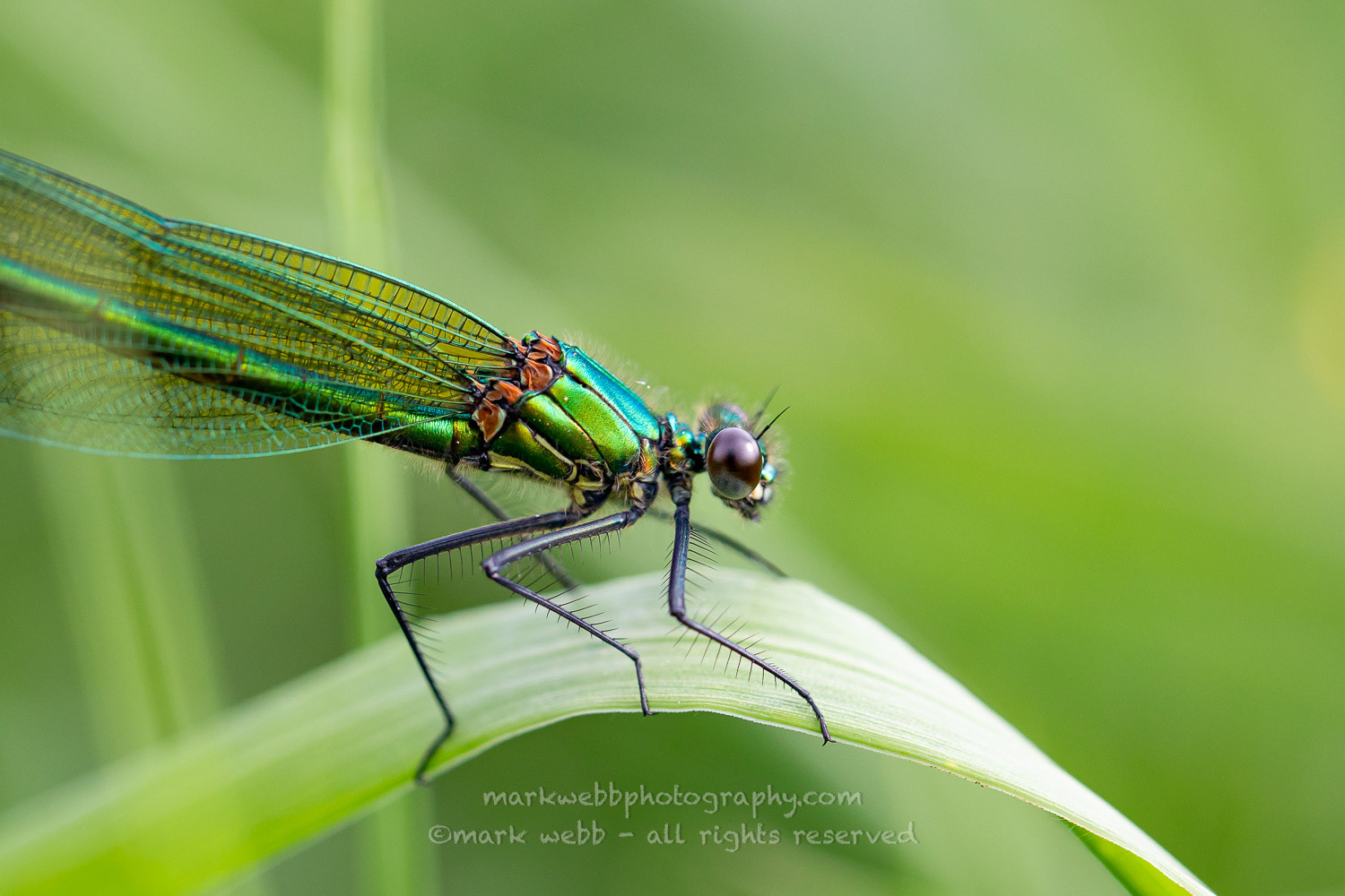 Female