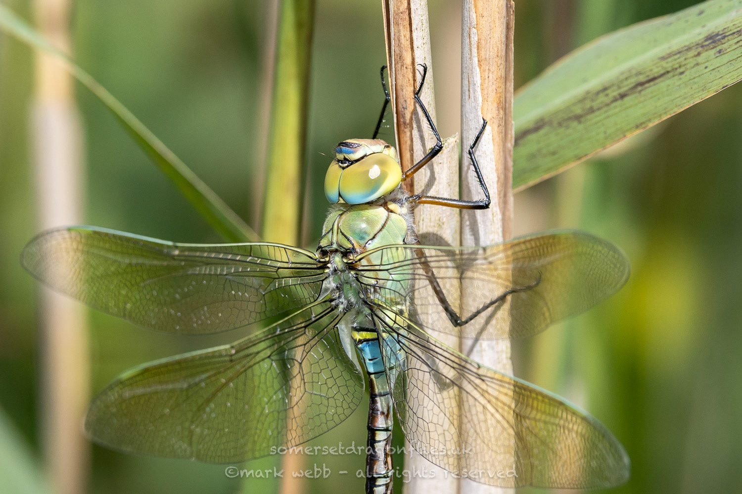 Male (Immature)