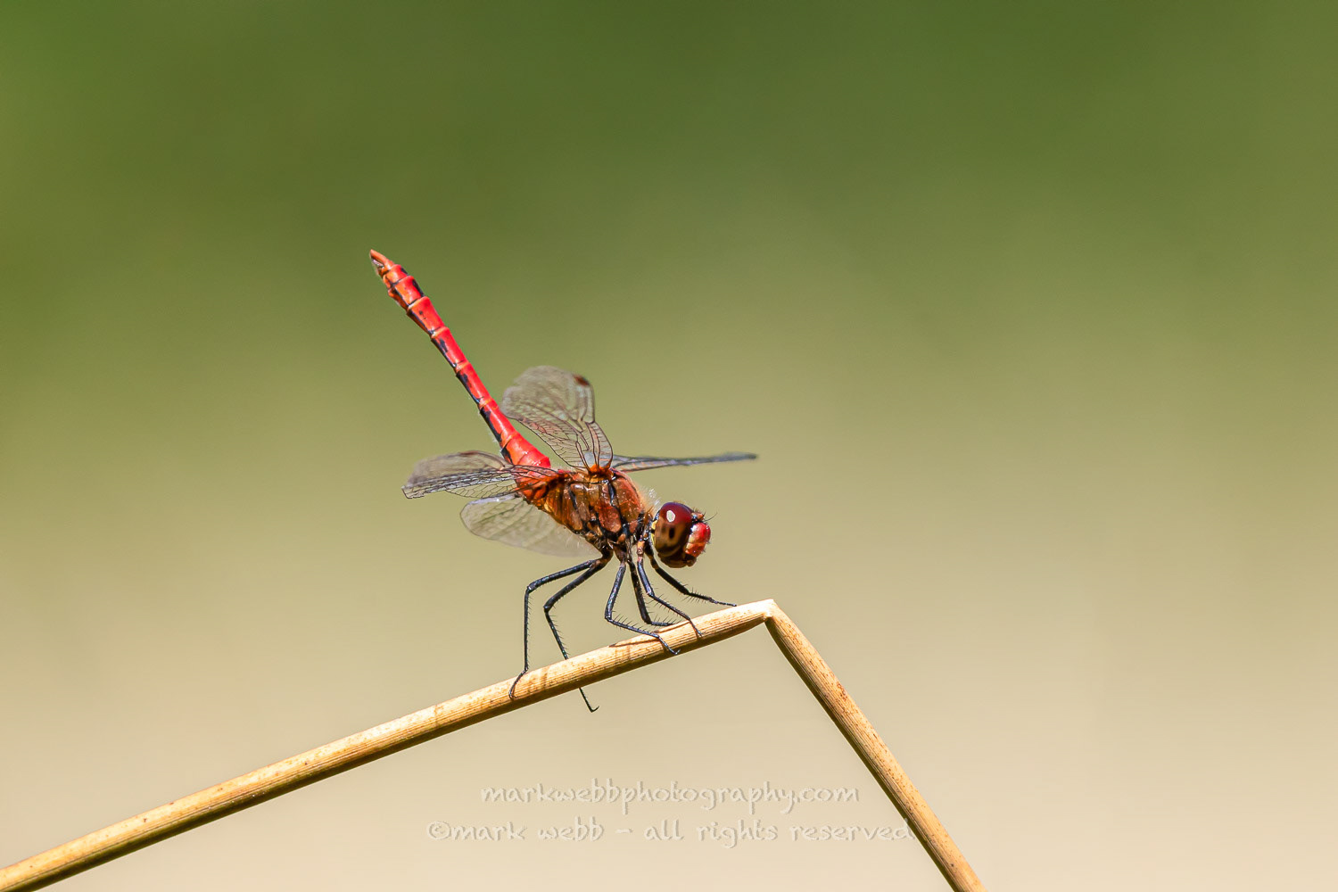 Male