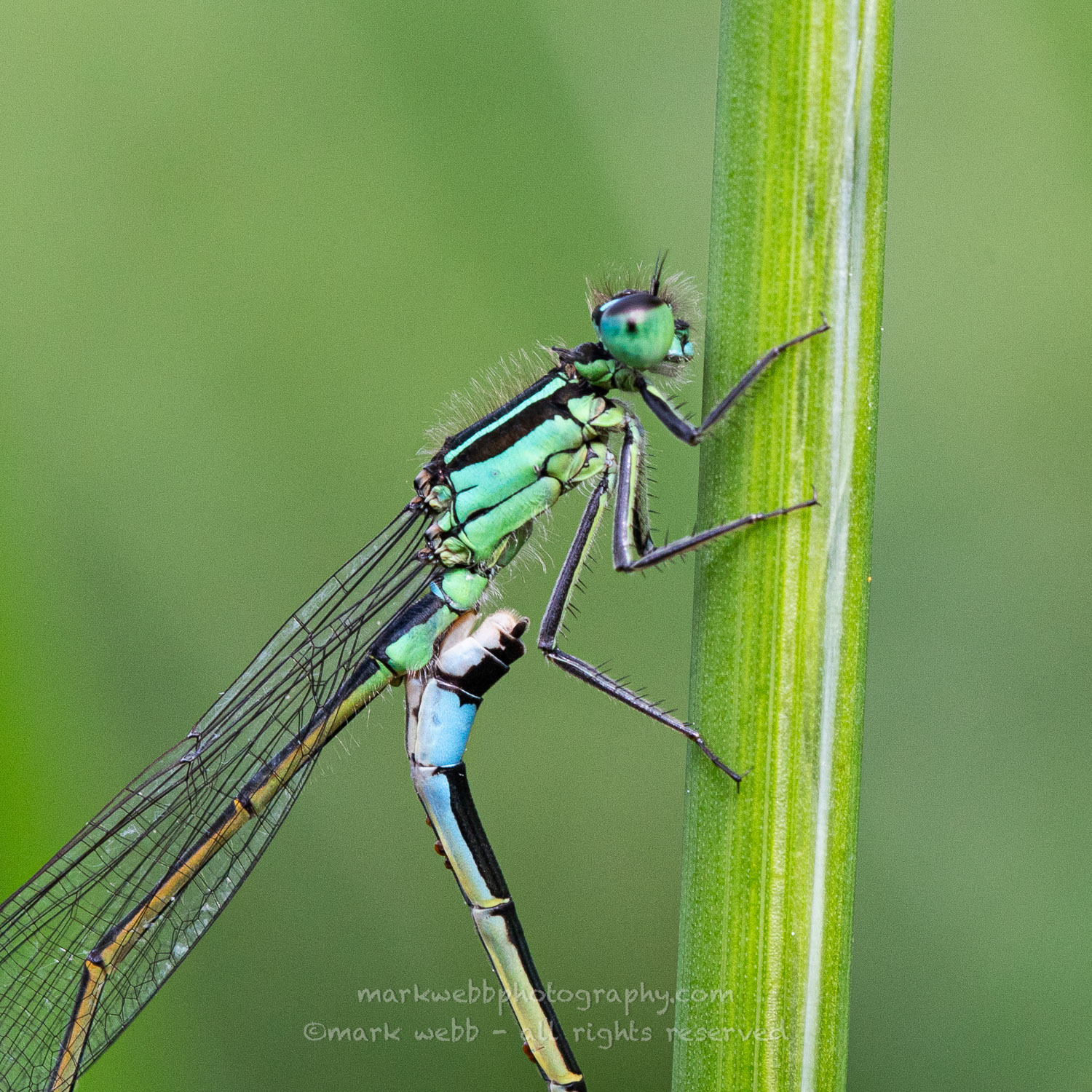Closeup of Male Mating