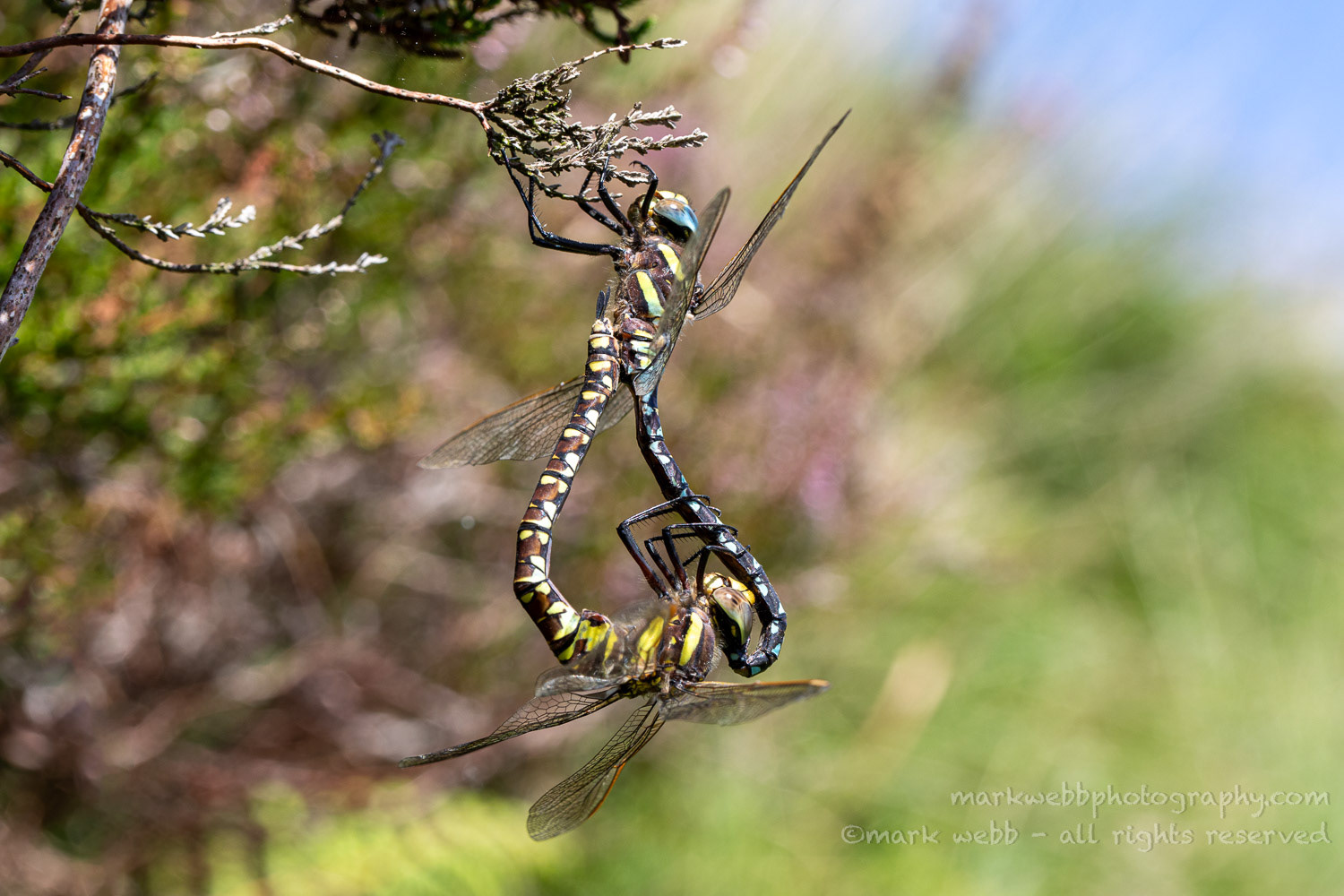 Mating