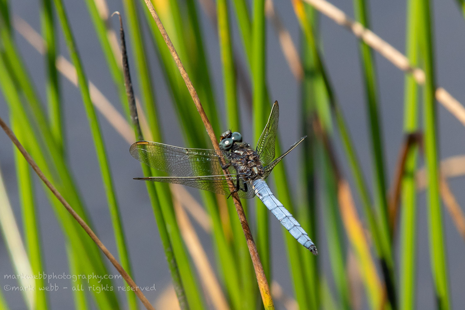Male