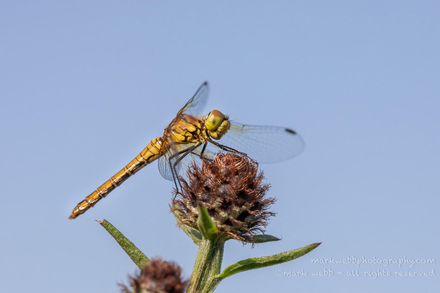 Female