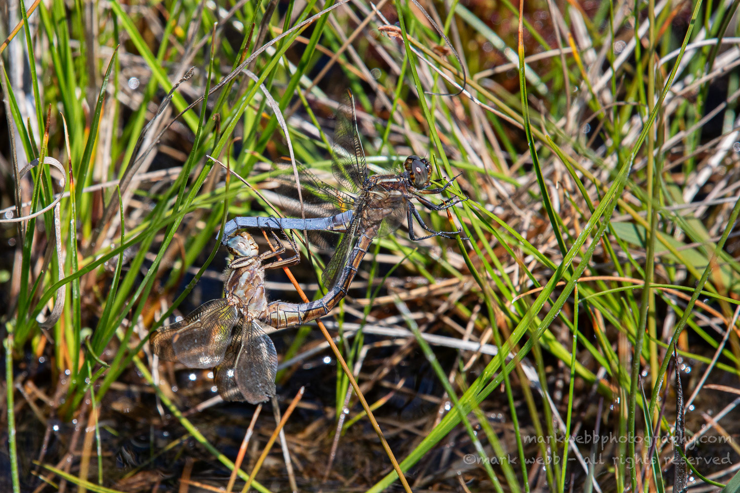 Mating