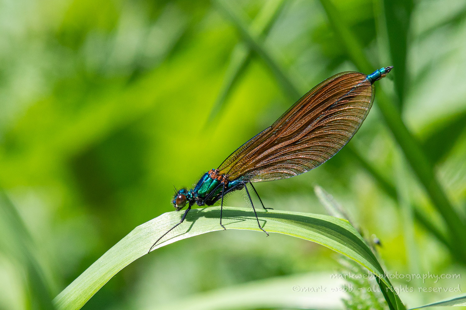 Male (immature)