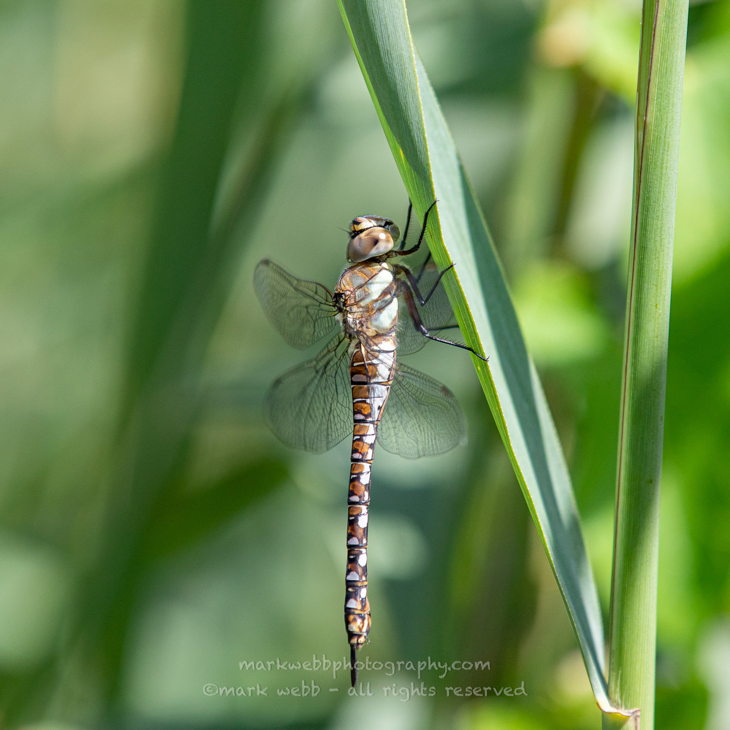 Female