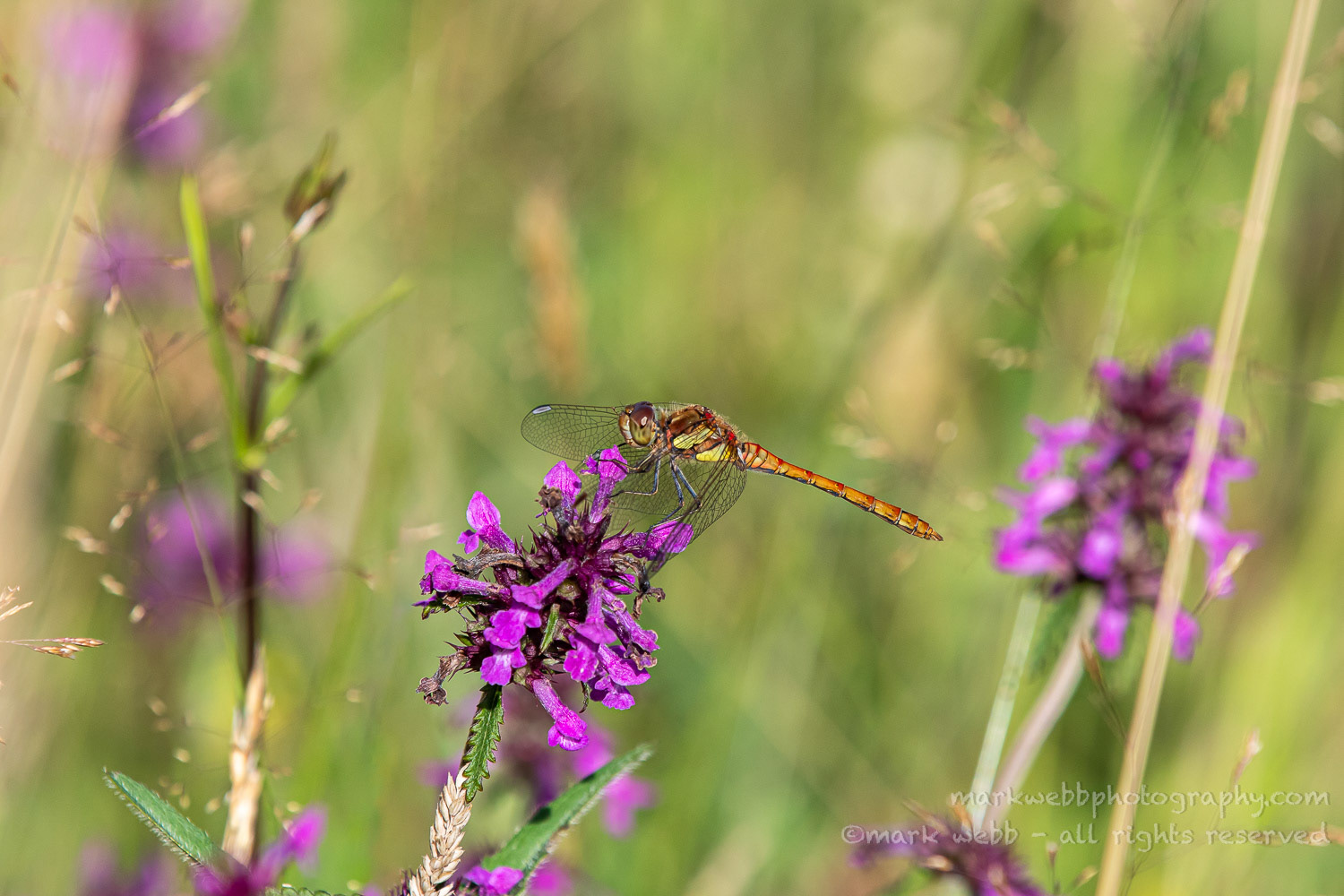 Male