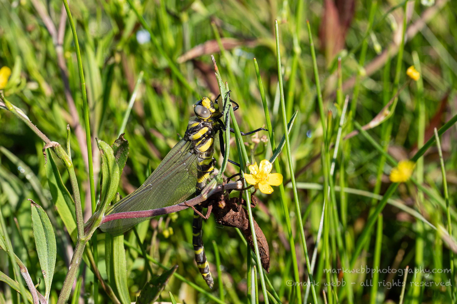 Teneral (Newly Emerged)