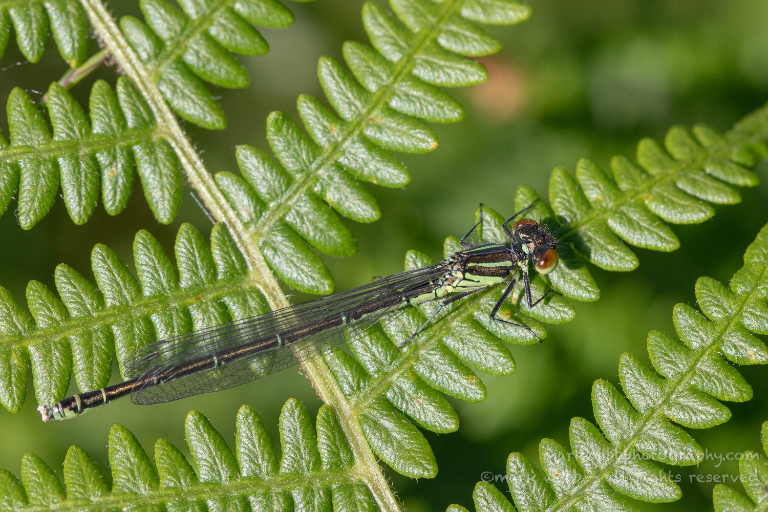 Female