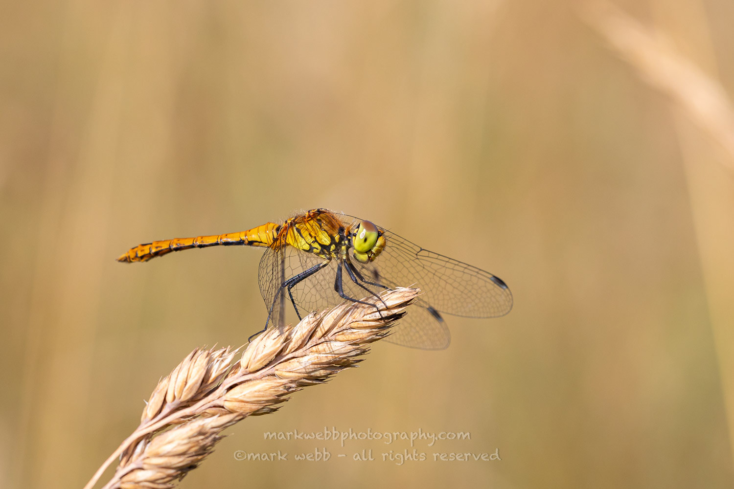 Male (Immature)