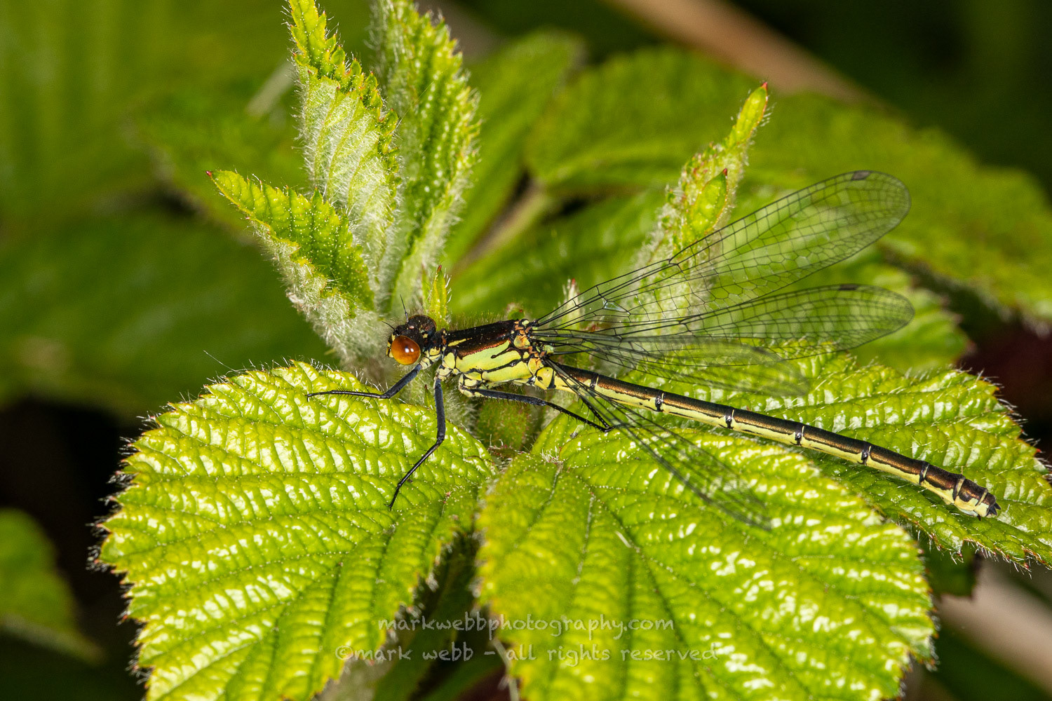 Female