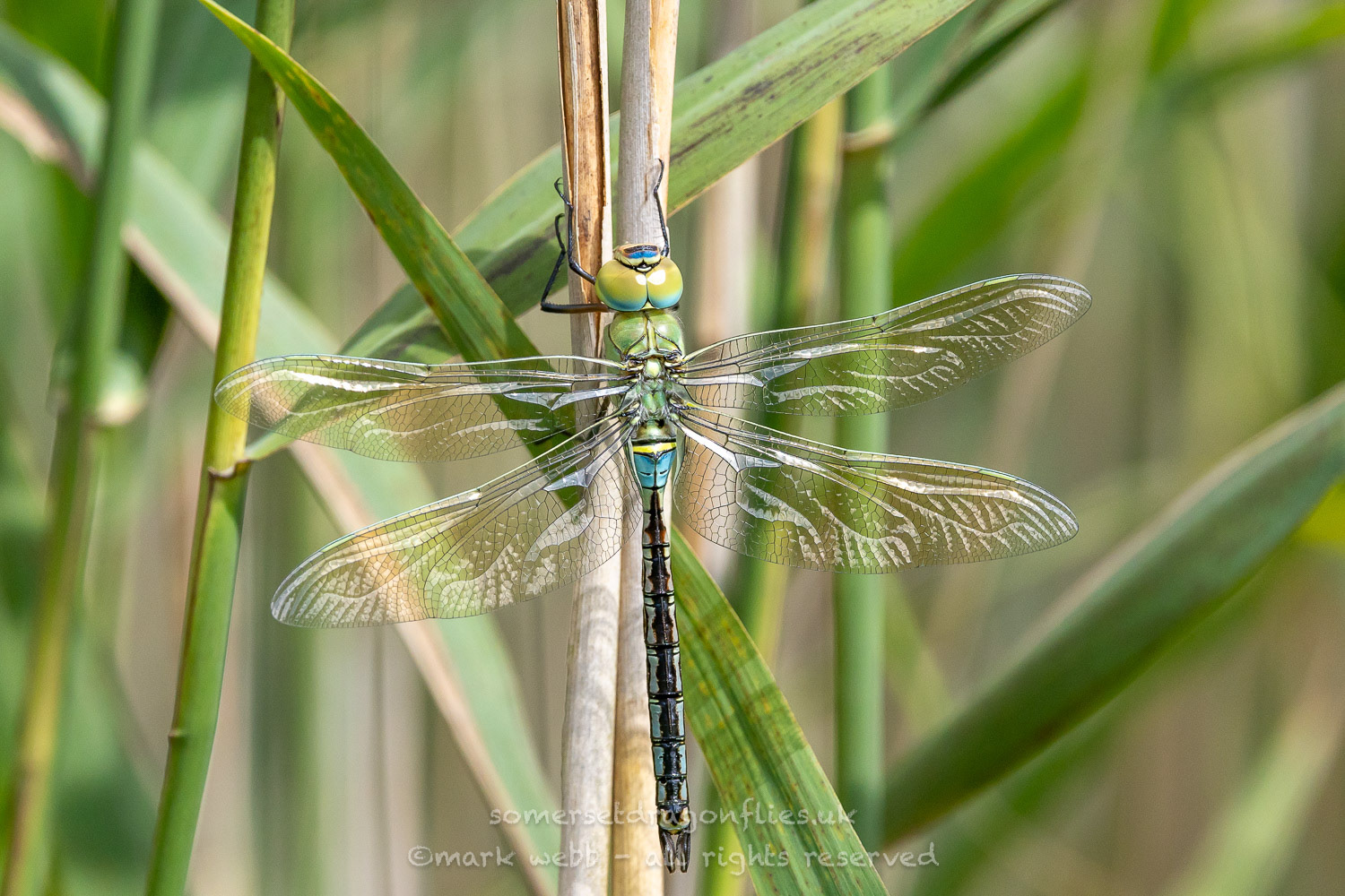 Male (Immature)