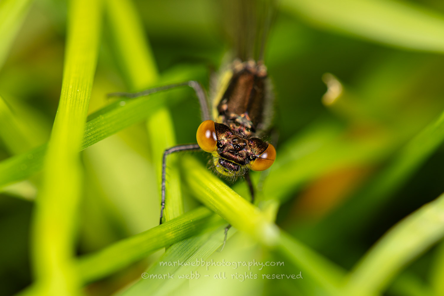 Male (Teneral / Newly Emerged)