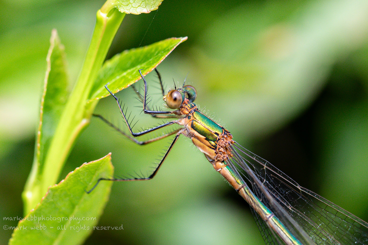 Female