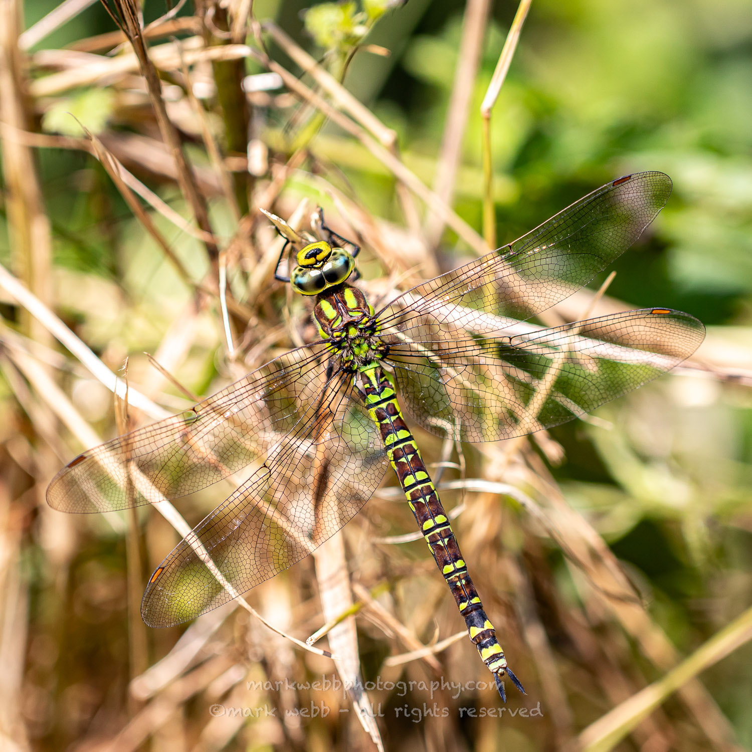 Female