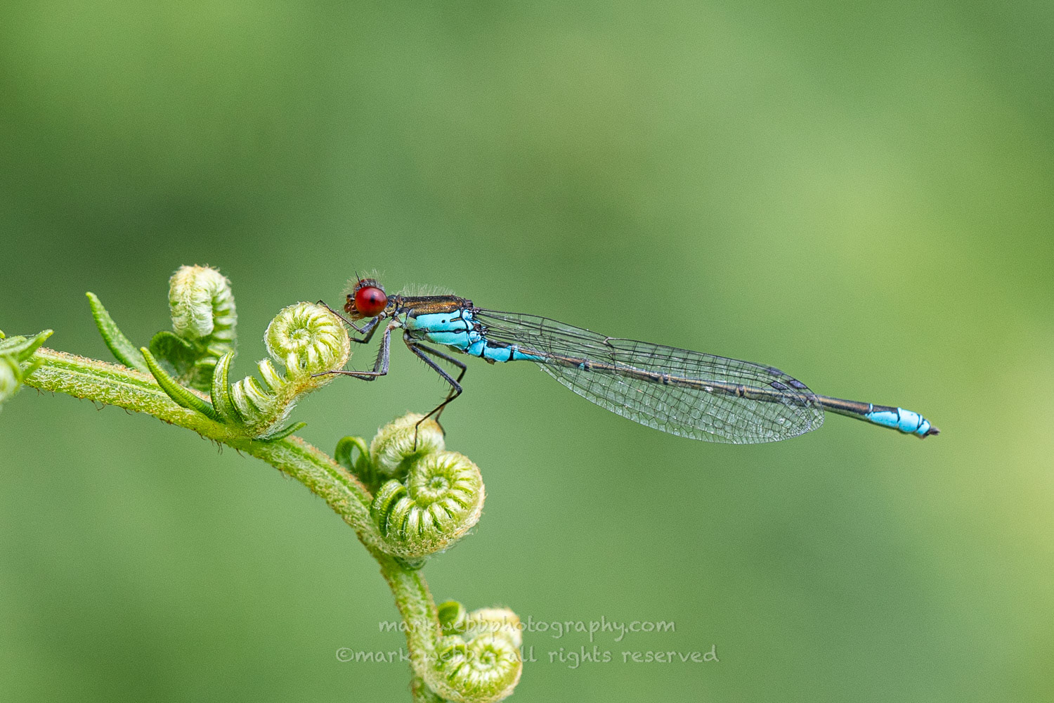 Male