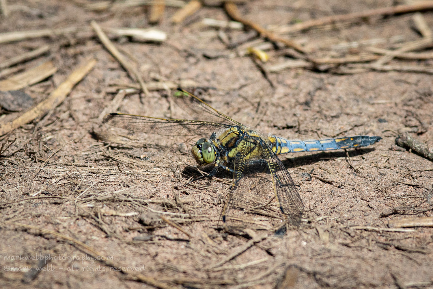 Male (Getting Blue Colouration)