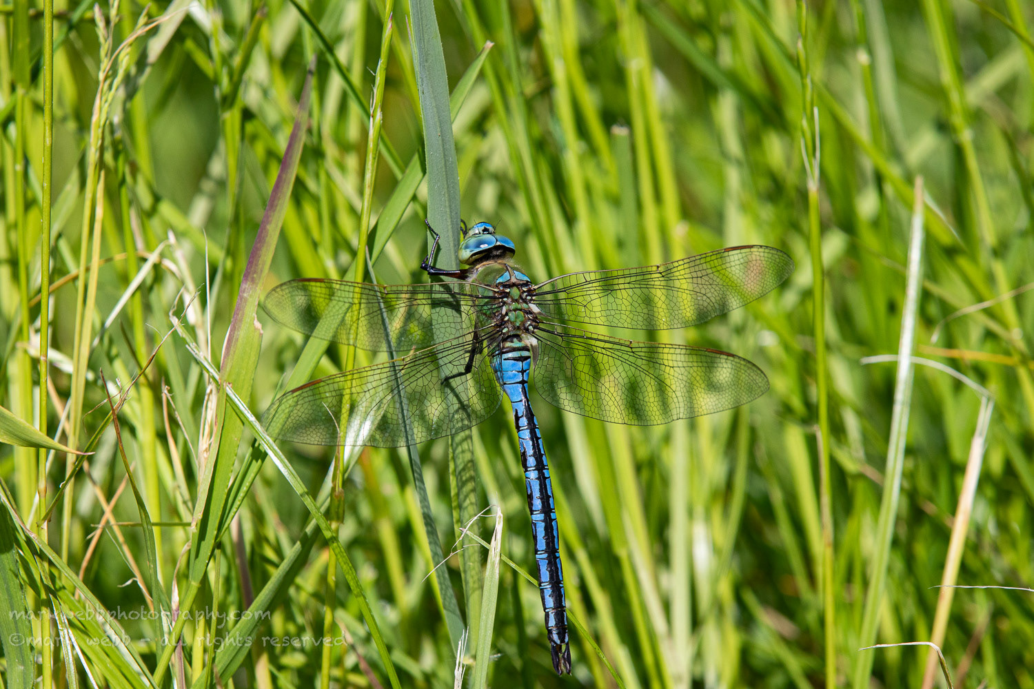Male