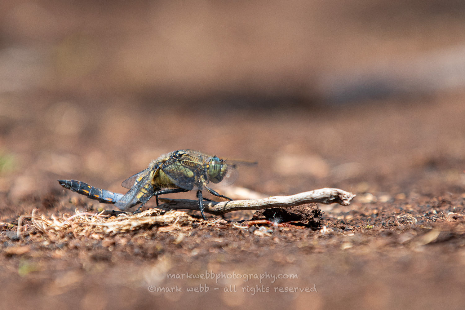 Male (With Bent Abdomen) - A Week Later