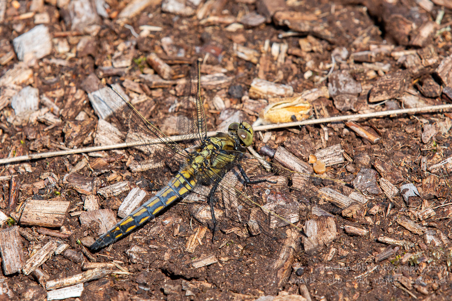 Male (Very Start Of Turning Blue)