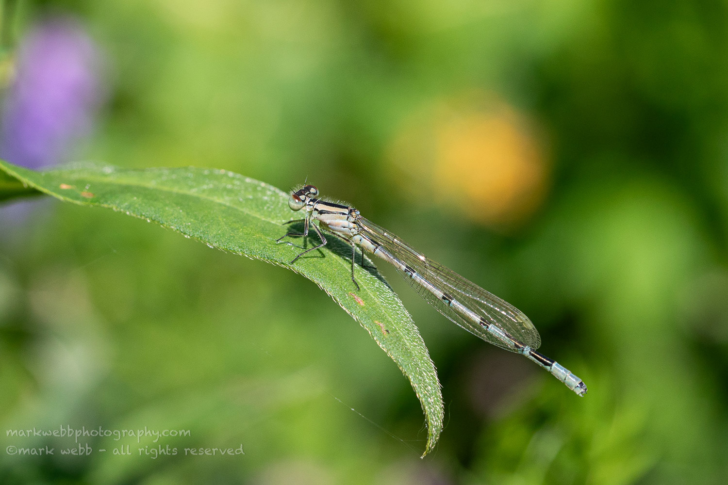Male (Beginning to go blue)